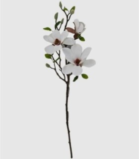 Flor Magnolia Blanca