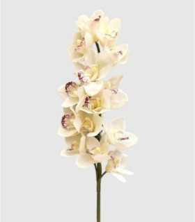 Cimbidium staafbloem